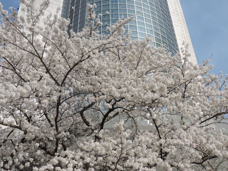 东京天空树,樱花,东京,彩色背景,柔和色,晴朗,大自然保护协会,花见节,自然,地球