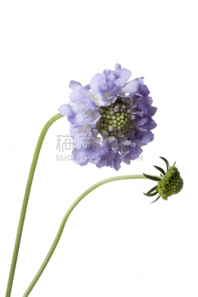 轮峰菊,风轮花 ,忍冬,金银花科,箭木,自然,垂直画幅,绿色,无人,白色背景
