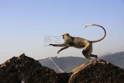 本迪,叶猴,要塞,印度,进行中,野生动物,水平画幅,山,建筑,宫殿