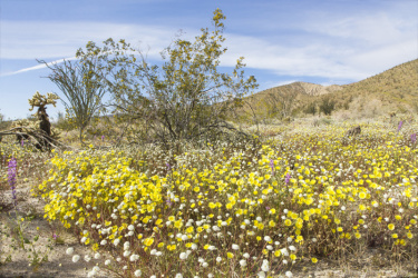 鲜花盛开,沙漠,自然,白昼,南加利福尼亚,风景,图像,加利福尼亚,仙人掌,美国