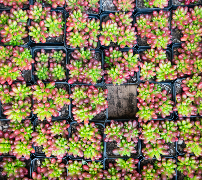 小的,多肉植物,石莲花,石蟹,长生花,景天属植物,景天科拟石莲花属植物,水平画幅,无人,园艺