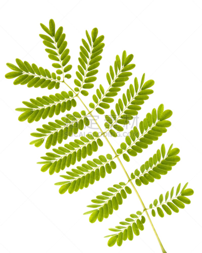 叶子,蕨类,分离着色,自然,垂直画幅,公园,绿色,无人,热带树,白色背景