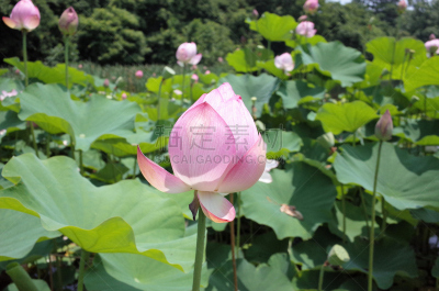 荷花,富冈町,群马县,自然,水平画幅,绿色,无人,日本,夏天,户外