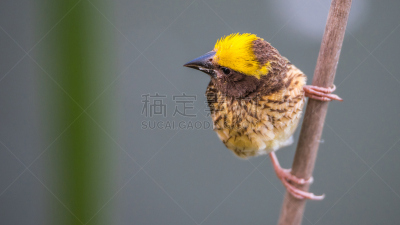 褐色,鸟类,白色,彩色图片,自然,黄色,蒙面织巢鸟,织巢鸟,树,栖息