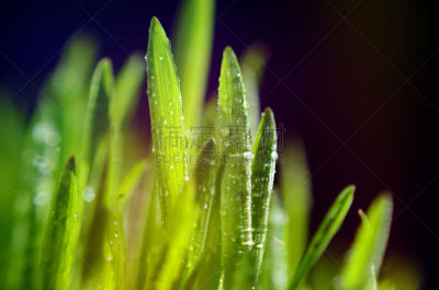 草,大特写,黑色背景,风景,天然气田,水,水平画幅,无人,早晨,草坪
