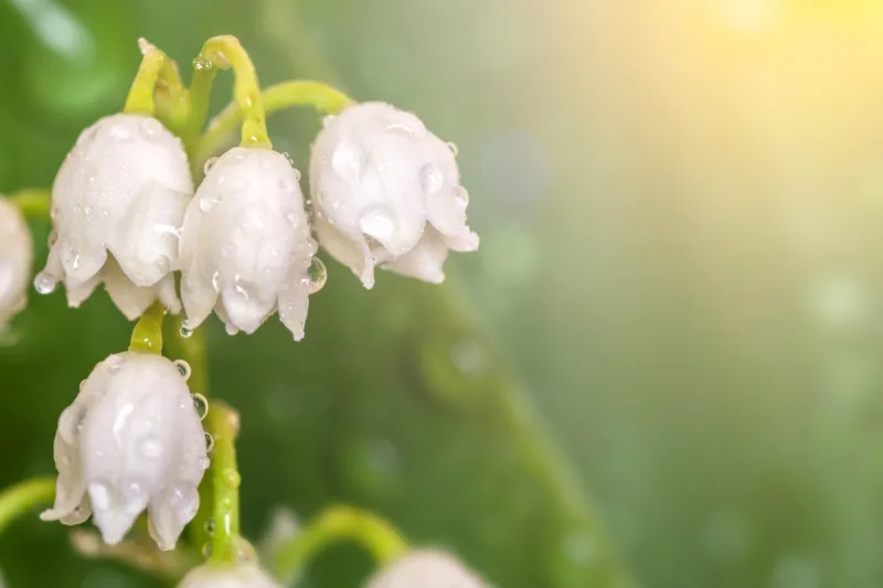 五月花 五月花图片 五月花素材下载 稿定素材 五月花 五月花图片 五月花素材下载 稿定素材