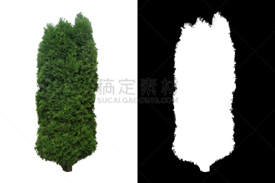 常绿树,华丽的,公园,边框,水平画幅,形状,长方形,几何形状,刺柏属丛木