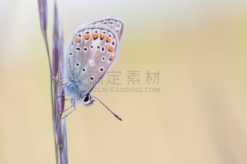 蓝色,鹭管鱼,水平画幅,橙色,蝴蝶,无人,普通蓝蝴蝶,特写,黑色,摄影