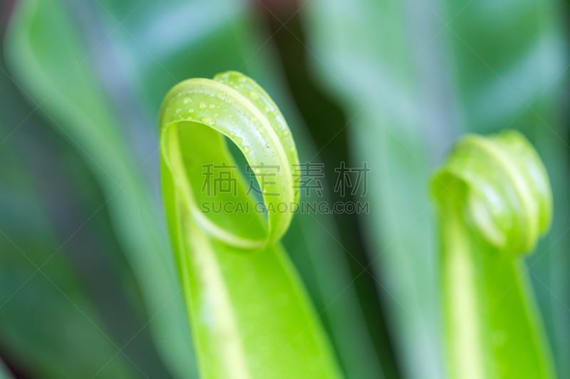 蕨类,mother fern,叶肉,复眼,附生植物,孢子,风管,轨道运行,复叶,美