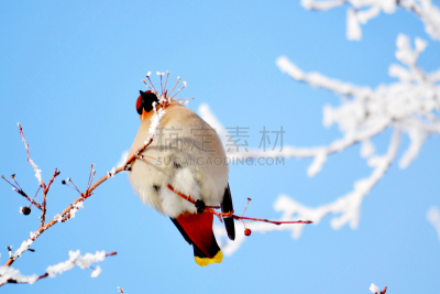 连雀,动物食性,自然,水平画幅,雪,无人,鸟类,观鸟,户外,北美歌雀