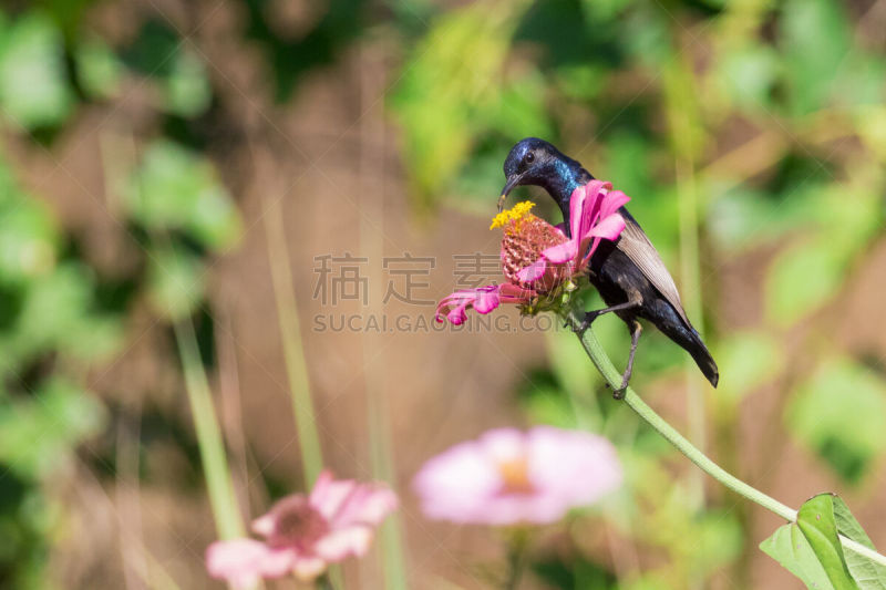 太阳鸟,鸟类,紫色,图像,野外动物,小双项圈太阳鸟,坐骨神经痛,背痛,水平画幅,无人