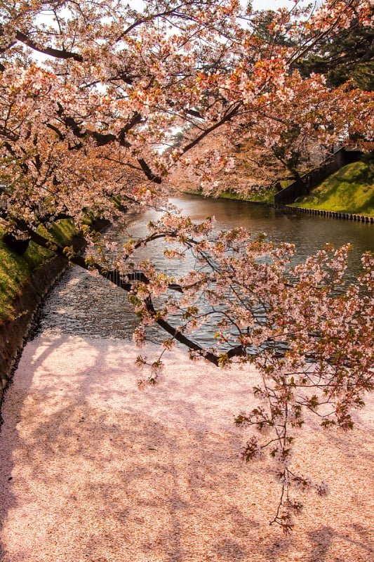 樱花,樱桃,护城河,东北片区,日本,弘前公园,青森县,花瓣,地毯,充满的