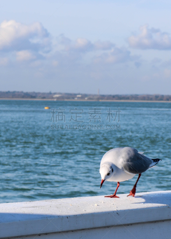 怀特岛,雅茅斯,自然,垂直画幅,无人,海港,户外,海洋,海岸线,海滩