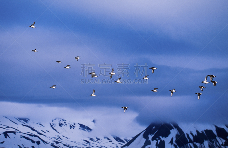 斯匹兹卑尔根,斯瓦尔巴特群岛和扬马延岛,天空,水平画幅,雪,无人,鸟类,动物身体部位,野外动物,夏天