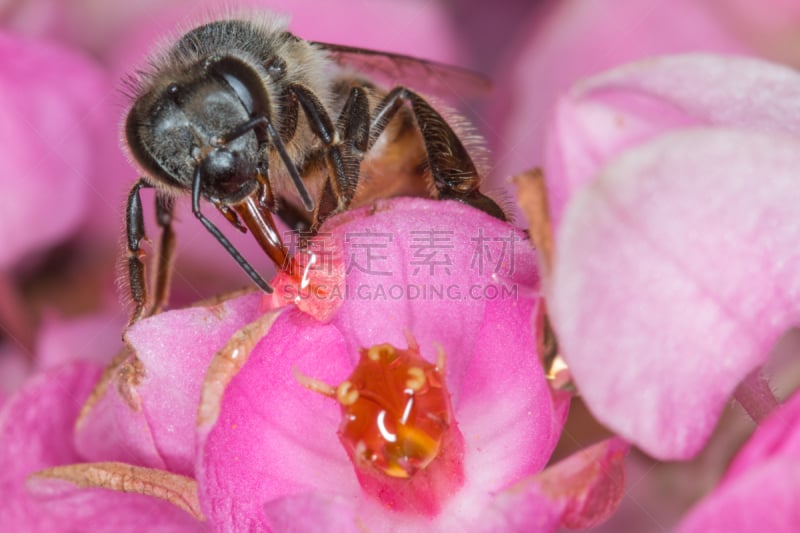 无人,自然,非洲杀人蜂,蜜蜂,巴西,图像,水平画幅,大特写,花,摄影