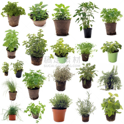 芳香的,草本,无人,牛至,组物体,芫荽叶,胡荽籽,植物,细香葱,蜜蜂花