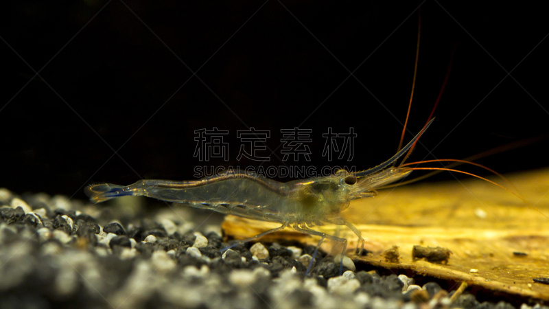 蓝色,动物腿,塔塔车,龙胆,苏拉威西,自然,野生动物,水平画幅,动物身体部位,明虾
