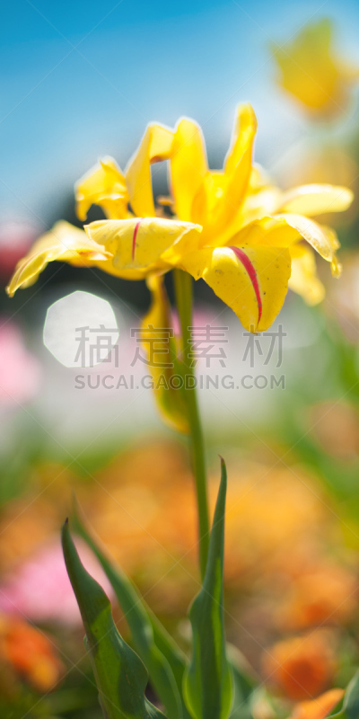 自然美,春天,斯普林费德,垂直画幅,水,夏天,草,完美,明亮,图像技术