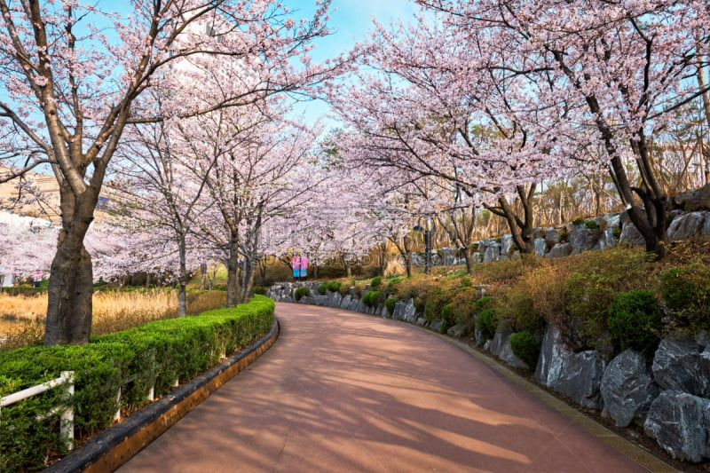 公园,巷,樱花,樱之花,景观设计,林荫路,韩国,小路,园林,朝鲜半岛