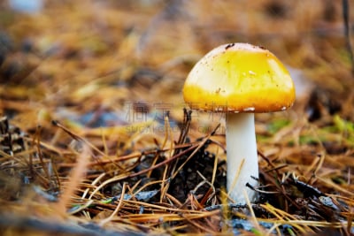 特写,鹅膏菌,蘑菇,annulus,该撒利亚,伞形毒菌,生物学,食品,草,真菌