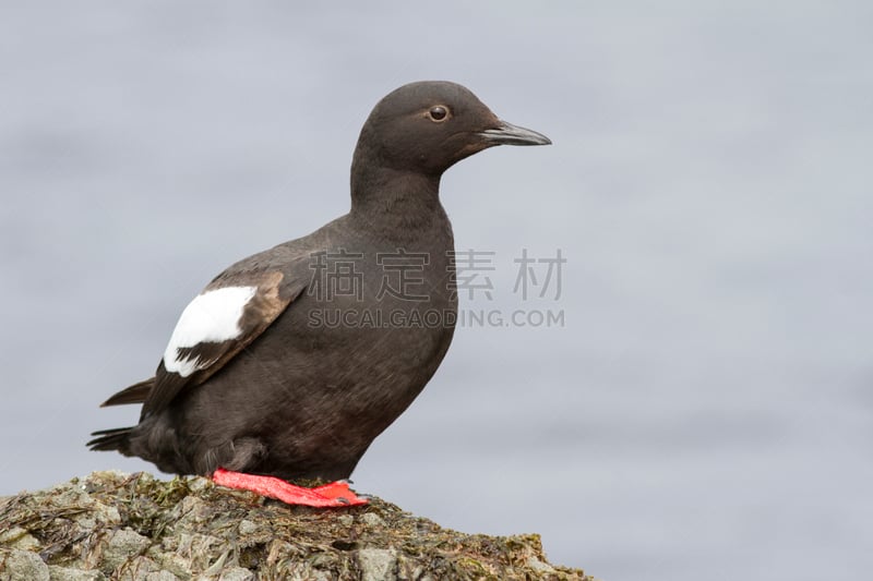 摇滚手势,海鸽,海滩,自然,野生动物,雷鸟,水平画幅,冬天,秋天,鸽海雀