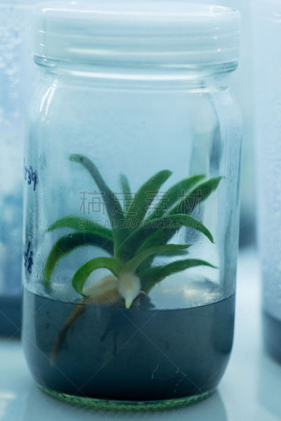 植物,烧瓶,微生物,瓶盖,植物细胞,垂直画幅,生物科技,绿色,科学实验,科学