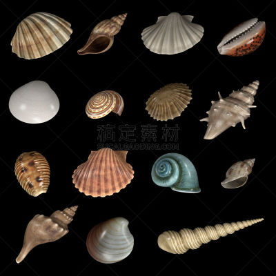 贝壳,女王凤凰螺,形状,海螺,贻贝,帽贝,软体动物,绘画插图,方形画幅,蜗牛