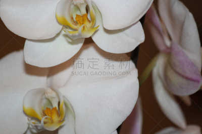 兰花,自然,美国,水平画幅,雄蕊,无人,特写,单子叶植物,白色,植物