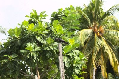 背景,阿里环礁,棕榈树,马尔代夫,白嘴鸦,分离着色,地形,户外,夏天,绿色