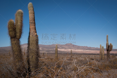 仙人掌,拉塔夫拉达,特拉华,南美,阿根廷,安地斯山脉,旅游目的地,水平画幅,无人,萨尔塔省