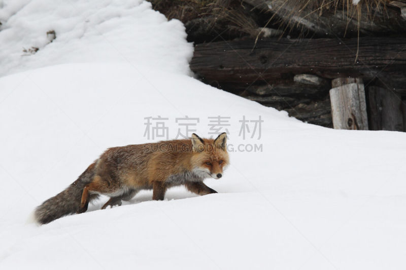 红狐,狐狸,野生动物,国家公园,水平画幅,雪,无人,野外动物,户外,哺乳纲