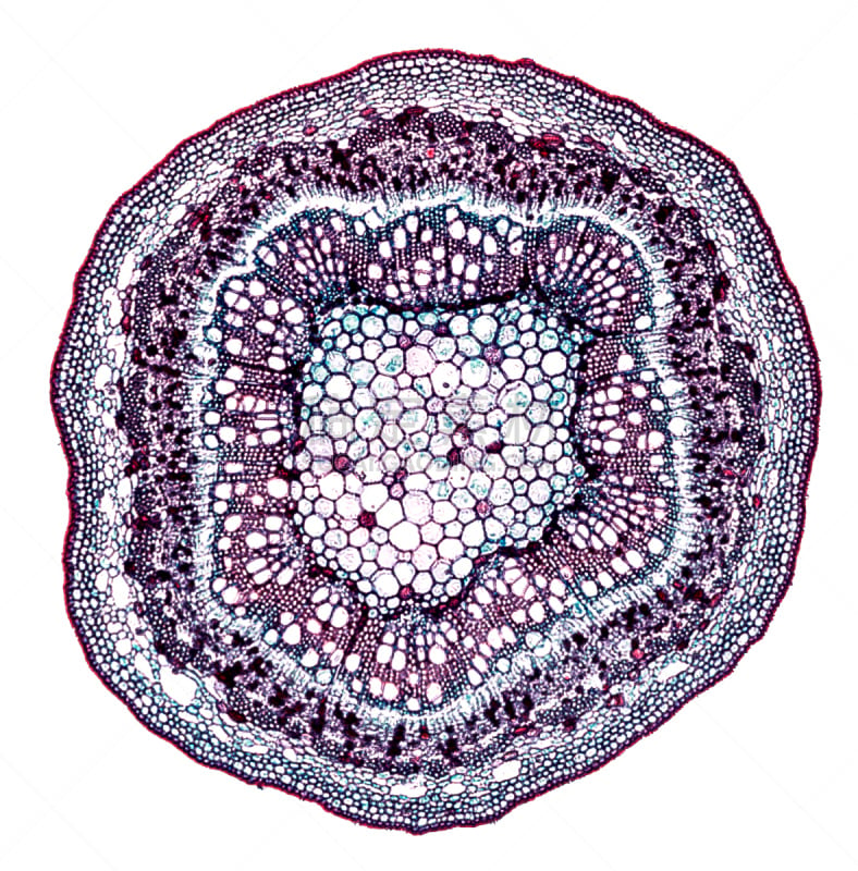 显微镜,在下面,茎,横截面,柳树,生物学,背景分离,显微图片,普通甜菜根,细胞