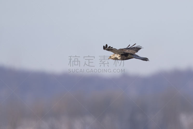 天空,腿上生羽毛的鹰,蓝色,美,食肉鸟,水平画幅,鸟类,半空中,户外,欧洲秃鹰