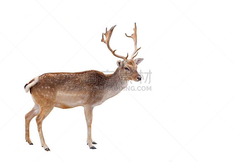 注视镜头,照片,鹿,雄鹿,白尾鹿,长耳鹿,母鹿,褐色,水平画幅
