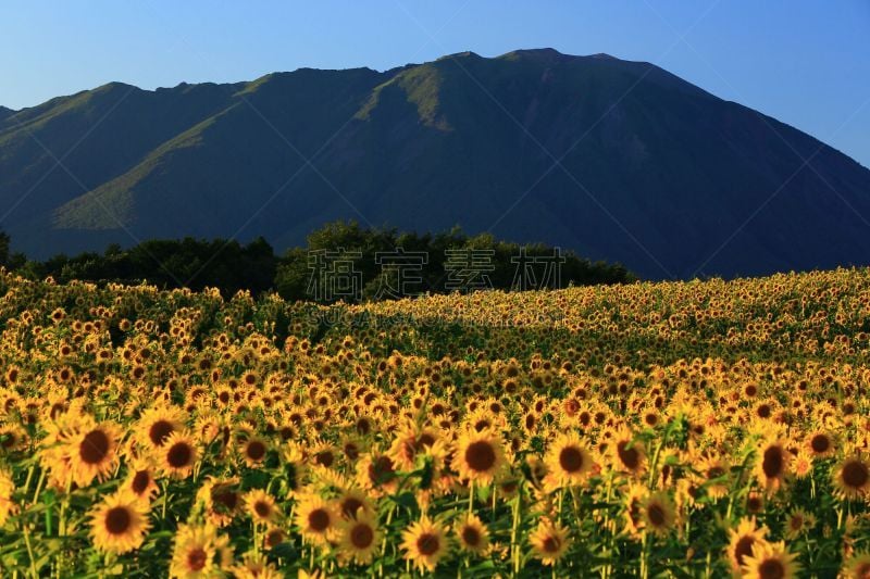 山,向日葵,在底端,天空,美,留白,水平画幅,无人,夏天,户外