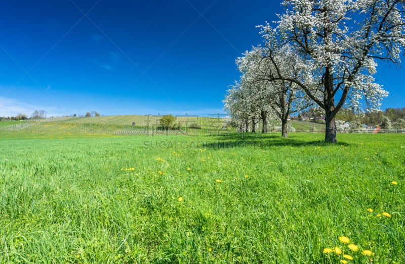 果园,葡萄园,蒲公英,绿色,果树,黄色,花朵,小的,背景,田地