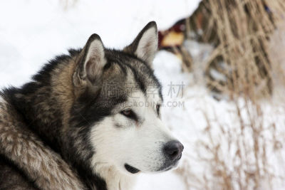 阿拉斯加雪橇犬,狗