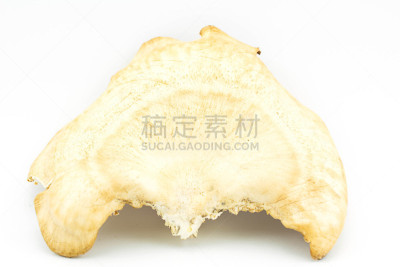 白色背景,杂色的，斑驳的,伞菌纲,托架,褐色,真菌,水平画幅,无人,2015年,森林
