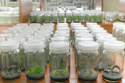 实验室,微生物,生物学,生物科技,科学实验,科学家,技术,图像,架子,茎