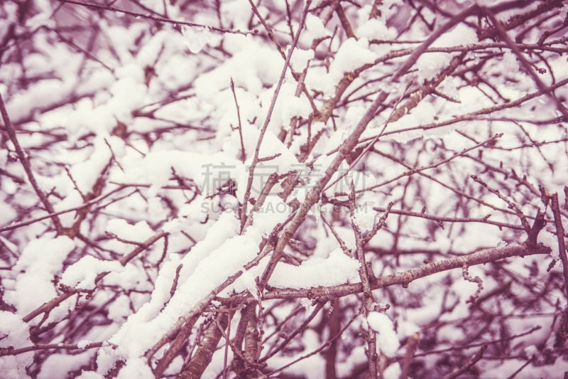 雪,冬天,干的,枝,褐色,水平画幅,野外动物,夏天,户外,草