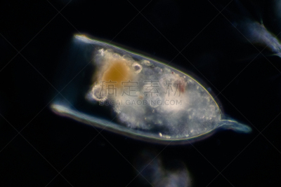 海洋,浮游生物,微生物,半空中,公亩,生物学,微生物学,显微镜,清新,自然界的状态