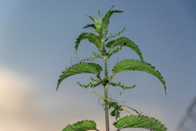 刺荨麻,大翠绿蛾,天空,美,水平画幅,无人,夏天,复杂,特写,明亮
