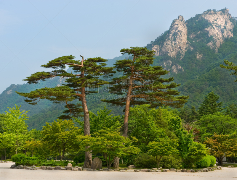 韩国,松树,一对,雪岳山,日本红松,日本松,蔚山,天空,公园,度假胜地