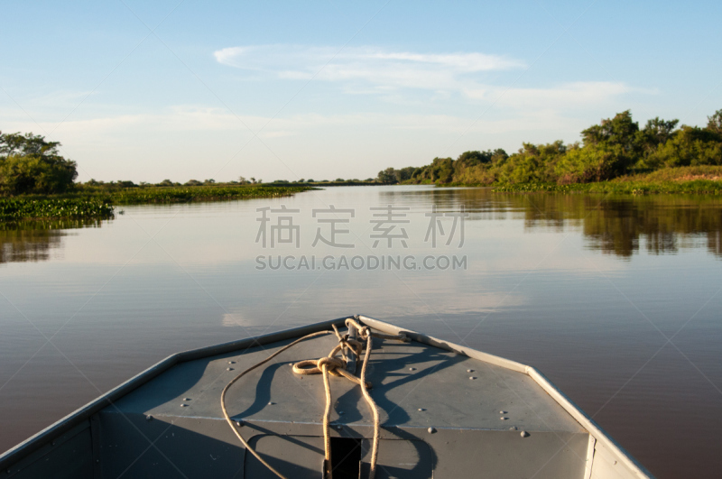 潘塔纳尔湿地,巴西,黑冠白颈鹭,眼镜凯门鳄,宽吻凯门鳄,凯门鳄属,自然,南美,野生动物,水平画幅