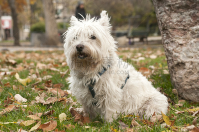 苏格兰粗毛猎狐犬,特写,自然,水平画幅,小的,可爱的,秋天,无人,梗犬,户外
