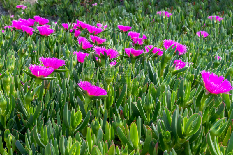 曼加,海岸线,西班牙,丁香花,特拉华,地中海,圣路卢卡斯,巴洛,草坪,清新