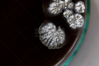传媒,酵母,大群动物,细菌,微生物学,放线菌属,实验室,霉菌,学习