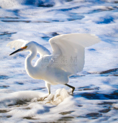 雪白鹭,垂直画幅,海浪,美国,海滩,无人,户外,太平洋,皮斯摩海滩,海洋