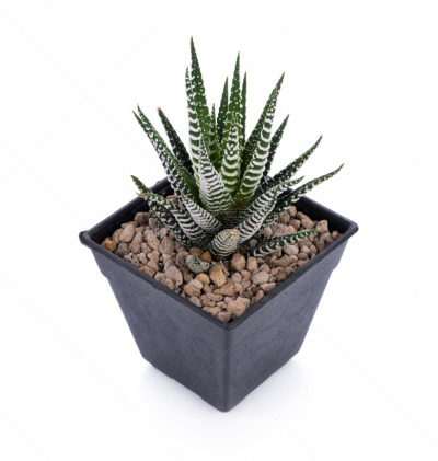 仙人掌,斑马,白色背景,代表,公亩,植物群,条纹,水平画幅,haworthia,初学者
