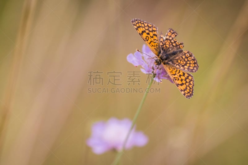 动物,植物群,华北蓝灵灰,豹纹蝶,pincushion flower,自然,式样,水平画幅,无人,动物斑纹